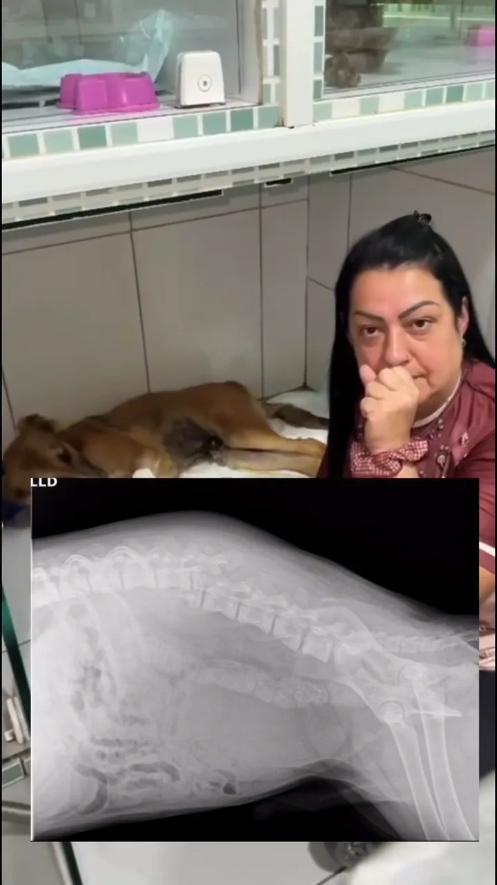 Refúgio da Tia Ré — 160 vidas dependem da sua decisão - Photo 3