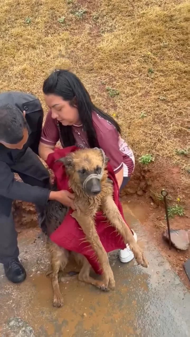 Refúgio da Tia Ré — 160 vidas dependem da sua decisão - Photo 4